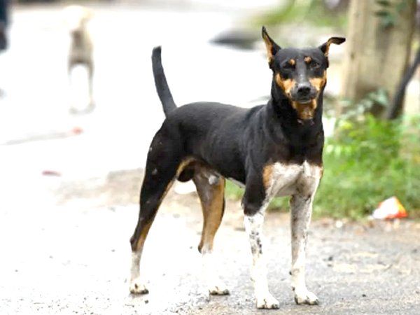 Dog owner trouble after animal bite neighbour