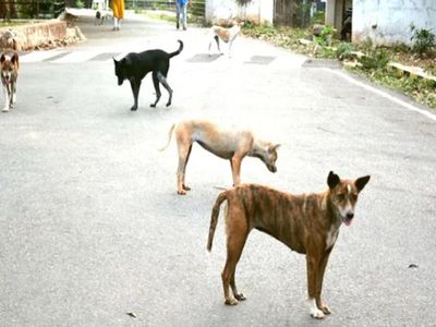 dog dog