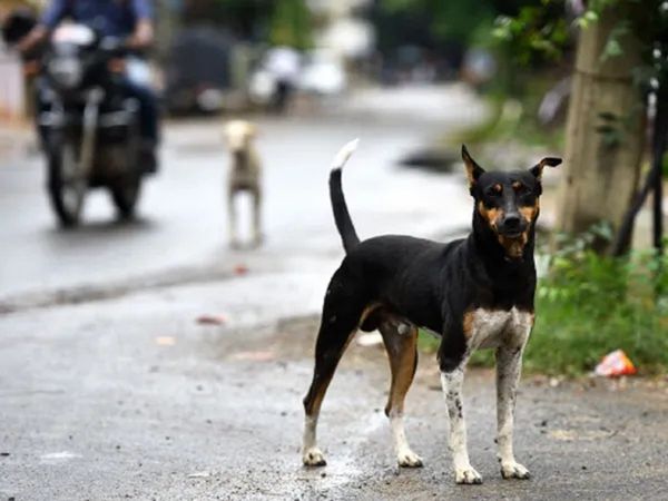 Dog Fight: त्वाडा कुत्ता टॉमी, साडा कुत्ता, कुत्ता, यह कह गुरुग्राम में पड़ोसी ने पड़ोसी को धूना