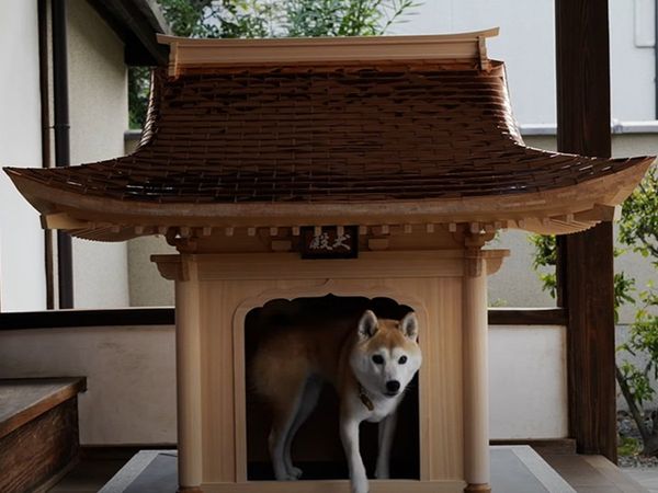 dog house