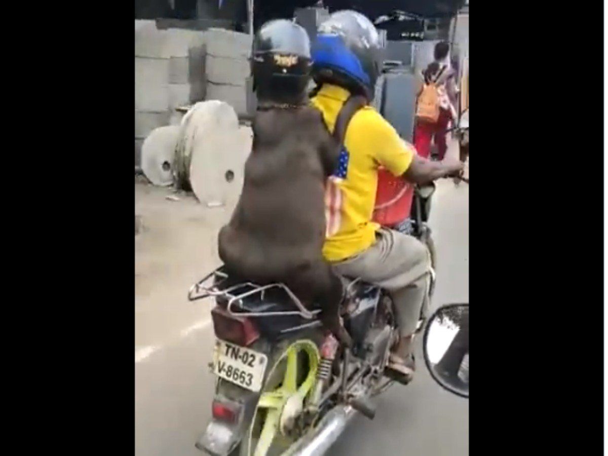 समझदारी कोई इस कुत्ता से सीखे! देखिए किस तरह हेलमट लगाकर बाइक से राइड पर निकला
