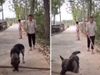दृष्टिबाधित शख्‍स को लग जाए न ठोकर! कुत्‍ते ने कुछ यूं दिखाई 'मानवता', लोग कर उठे 'वाह-वाह'