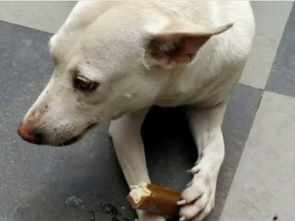 Mumbai : Female Dog Sexually Assaulted in Powai case registered
