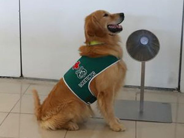 Farewell of 8 dogs from Delhi metro, Like brave soldiers used to guard passengers