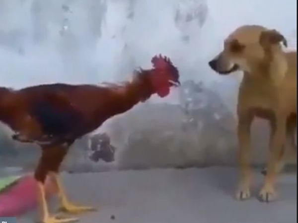 Amazing fight between dog and hen viral video