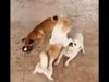 Dog Funny Video dog took advantage when fight of two dogs Funny Viral Video
