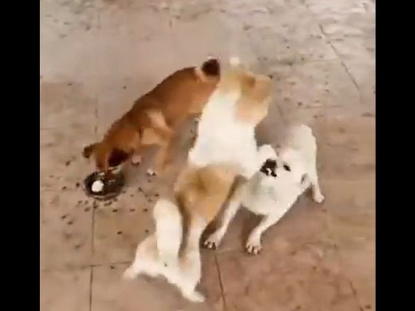 Dog Funny Video dog took advantage when fight of two dogs Funny Viral Video