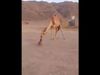 Today Viral Video Dog camel Heart Touching Viral Video in Hindi