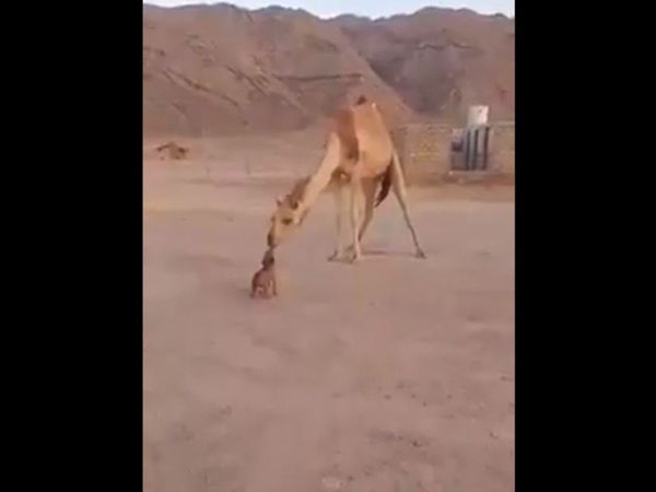 Today Viral Video Dog camel Heart Touching Viral Video in Hindi