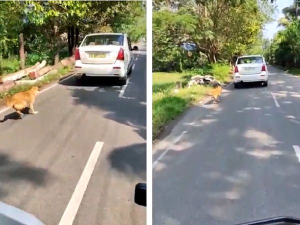 बेरहमी की इंतहां! कुत्ते को रस्‍सी में बांधकर कार से 2 किलोमीटर तक घसीटा, कैमरे में कैद हुई घटना