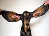 OMG News Meet lou Dogs ear length is 34 centimeters