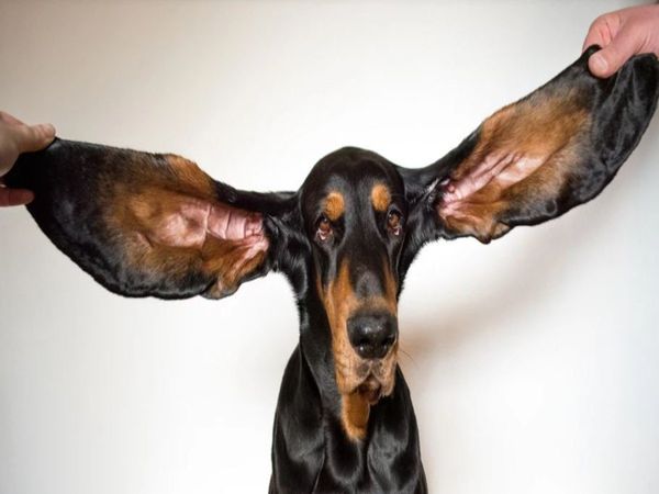 OMG News Meet lou Dogs ear length is 34 centimeters