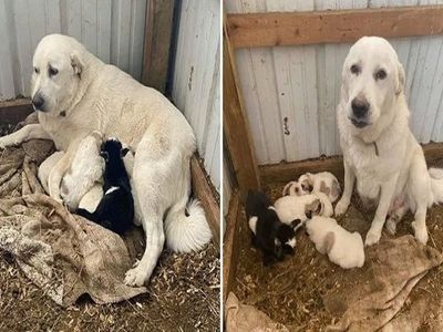 dog feed milk to goat pub dog feed milk to goat pub