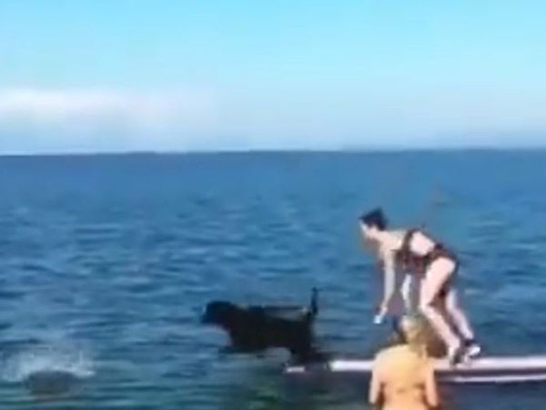 Viral Video kutte nai mahila ko pani mai giraya funny viral video in hindi