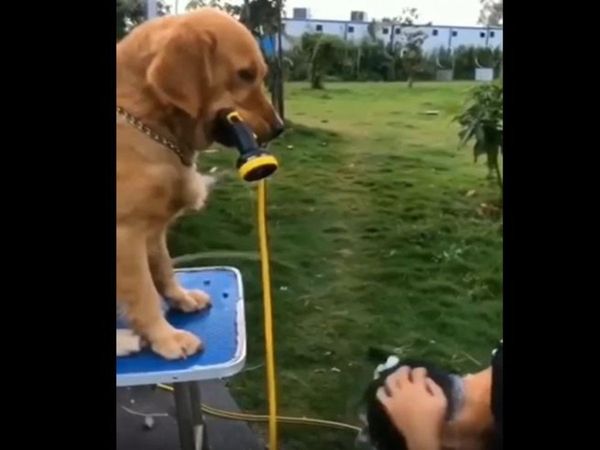 Dog Funny Video Dog Pees on man Head Watch Funny Video in Hindi