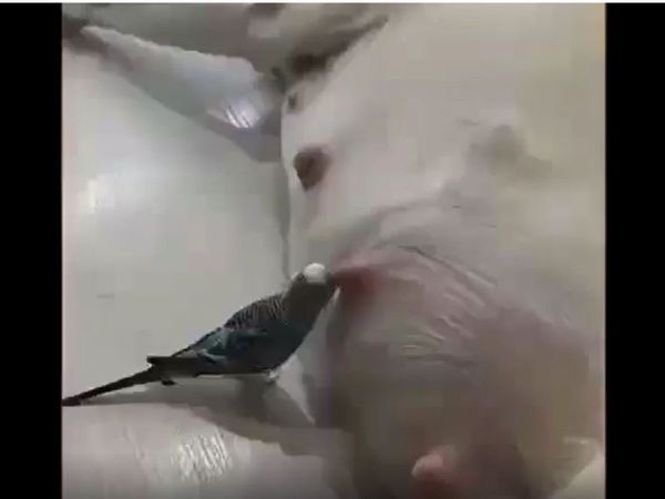 Funny Video Parrot Drink Dog Milk Funny Viral Video in Hindi