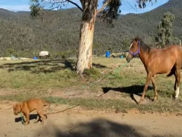 Dog horse friendship video goes viral on social media
