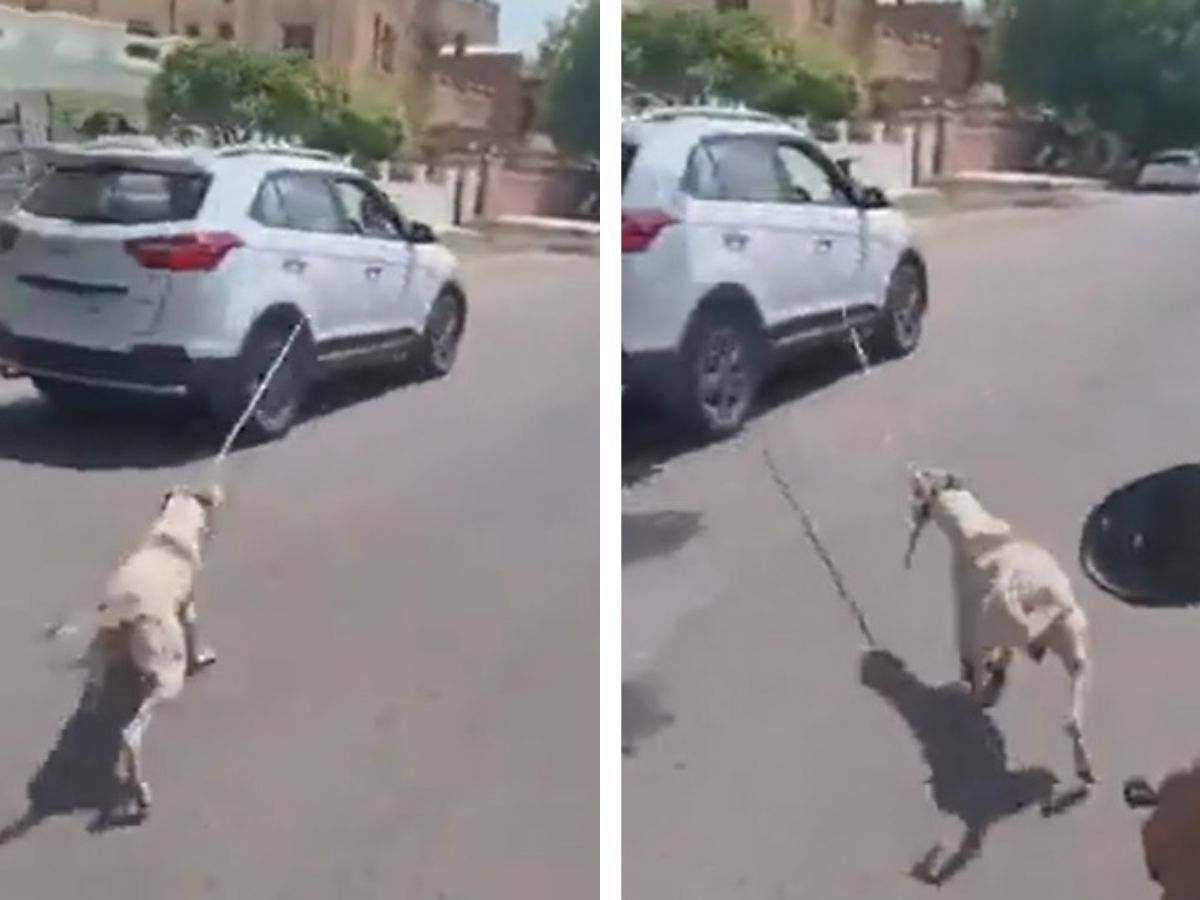 राजस्थान में कुत्ते से क्रूरता! चलती कार से बांध घसीटा, वायरल हुआ VIDEO तो डॉक्टर पर केस