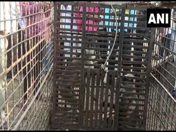 Dog, Monkey, Nagpur, dog monkey fight, forest department