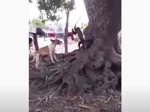 Dog Monkey Video Dog Attack on Monkey with stick Funny Viral Video in Hindi