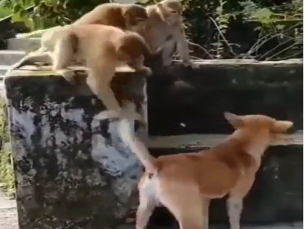 Dog monkey viral video monkey attack dog funny viral video in hindi