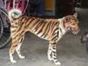 dog painted as tiger