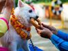 Diwali 2021 Dogs are worshipped on Diwali in Nepal Know about weird tradition