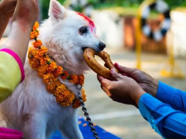 Diwali 2021 Dogs are worshipped on Diwali in Nepal Know about weird tradition