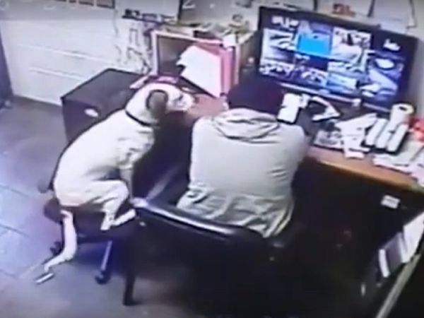 Dog drag chair sitting near the owner