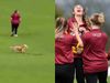 dog steals the ball in ireland's domestic game