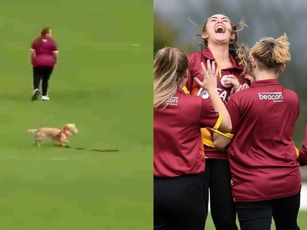dog steals the ball in ireland's domestic game