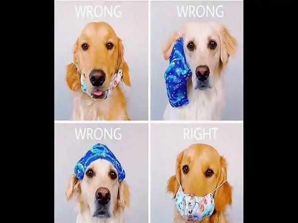 dog teaches wearing mask