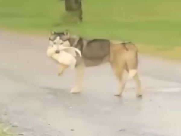 chicken and dog funny video share on social media goes viral