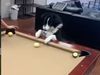 Dog Funny Video Dog Play billiards Watch Funny Video in Hindi