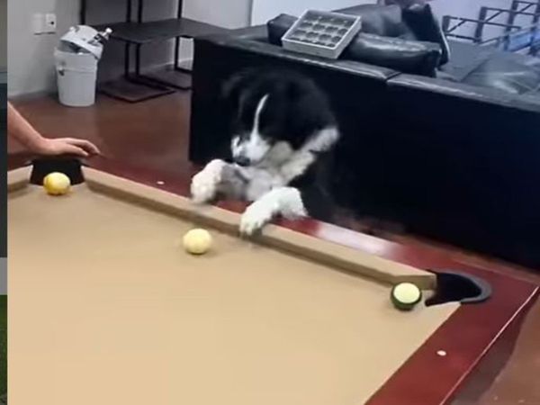 Dog Funny Video Dog Play billiards Watch Funny Video in Hindi