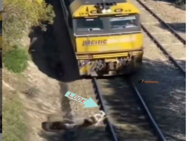 Man Saves Dog Watch Heart Touching Viral Video in Hindi