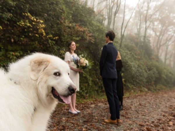 Viral Photo Dog pose with new married couple photo goes viral