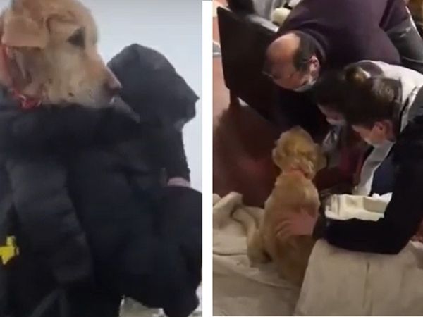 'लावारिस' कुत्‍ते को कंधे पर लेकर बर्फीली पहाड़‍ियों पर 10 किलोमीटर तक चला शख्‍स, जमकर हुई तारीफ [Video]