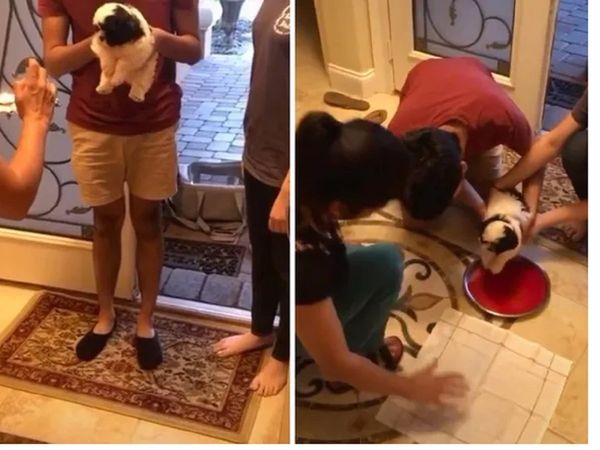 माथे पर टीका, आरती की थाली, कुछ यूं हुआ नन्‍हें पिल्‍ले का स्‍वागत, इंटरनेट यूजर्स कर उठे वाह-वाह [Video]