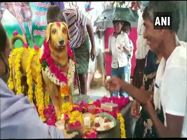 Dog Statue, Dog Worship in Krishna District of Andhra Pradesh, Trending Viral, Dog Worship, Dog Worship News