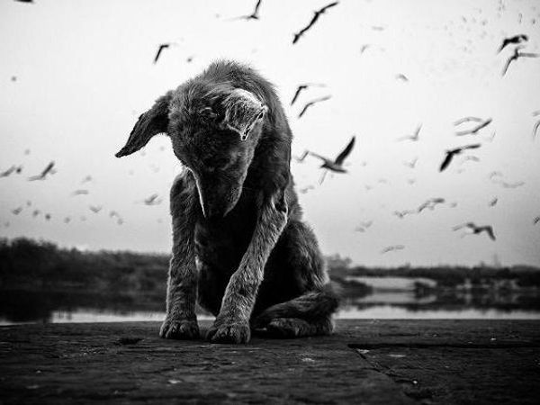 Major lost life while try to save pet Dog