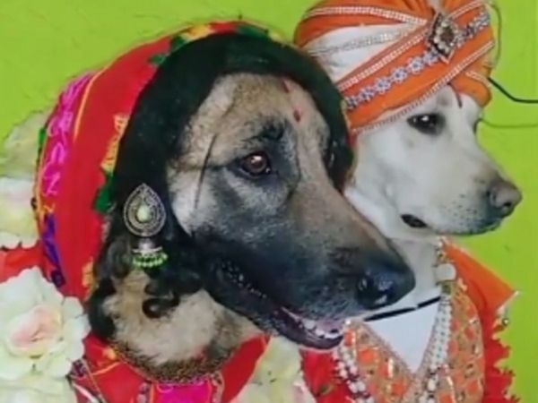 कान में झुमका, सिर पर सेहरा, खास अंदाज में हुई 2 कुत्‍तों की शादी, सोशल मीडिया पर छाया वीडियो