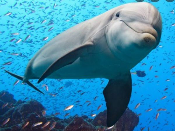 Dolphins to chilean penguin these five animal sleep with one eye open