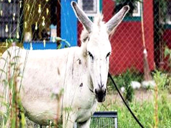 Donkey in Pakistan