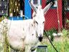 A Journalist took a funny interview of donkey by this he deliver a message to those who roam without a mask in Bihar