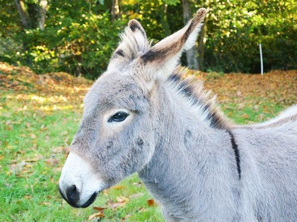 BJP leader Shivnarayan dingu rides on a donkey in MP for good rain