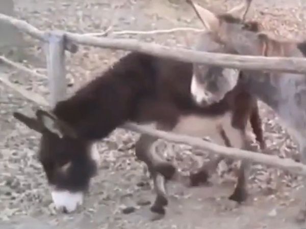 गधे का वीडियो सोशल मीडिया पर वायरल हो गया है