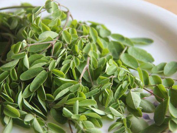 drumstick leaves benefits