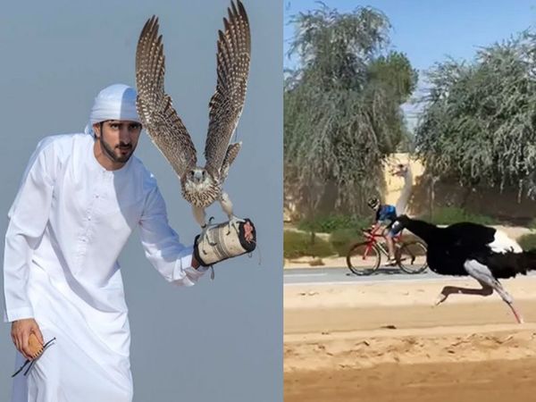 Dubai crown prince cycle race with ostrich