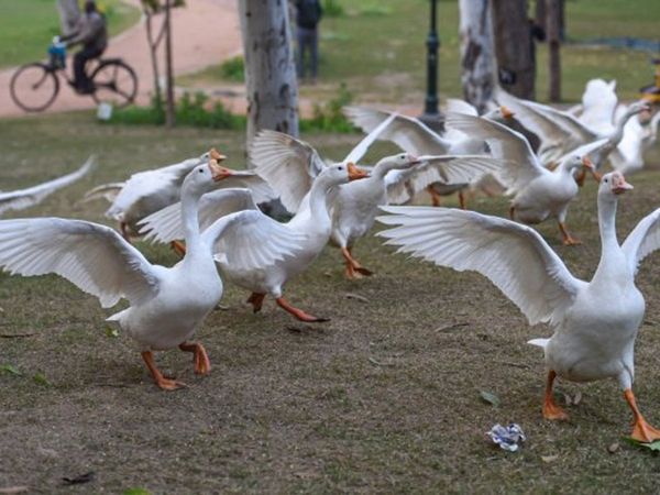 12,000 ducks culled in Kerala's Alappuzha in view of bird flu cases